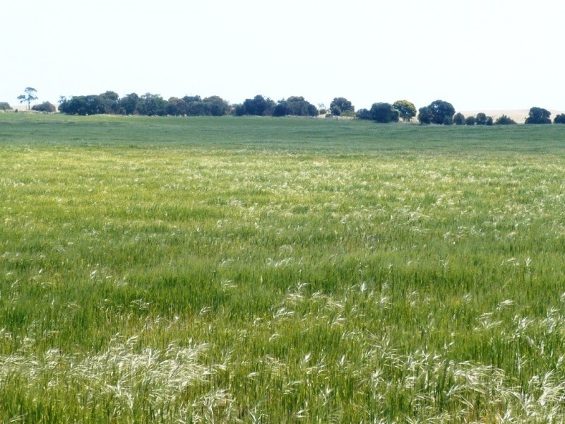 * 240.12ha Moores 593.45acs, Minlaton SA 5575