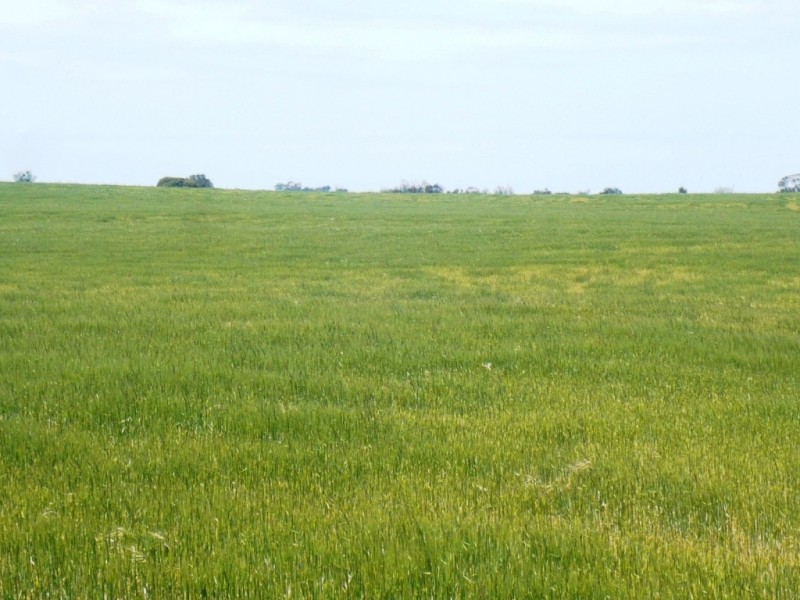 * 240.12ha Moores 593.45acs, Minlaton SA 5575