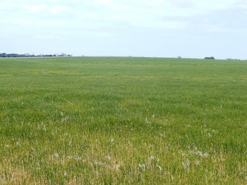 * 240.12ha Moores 593.45acs, Minlaton SA 5575