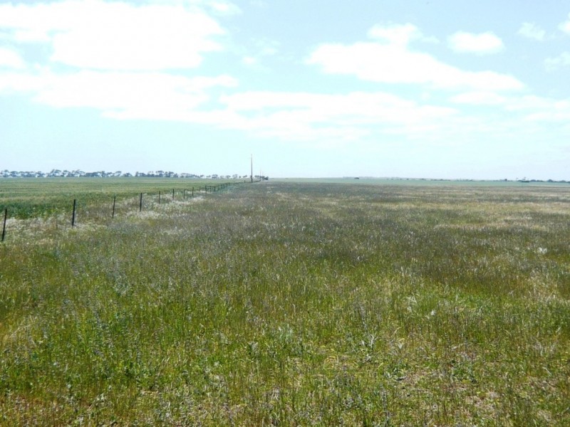 * 240.12ha Moores 593.45acs, Minlaton SA 5575