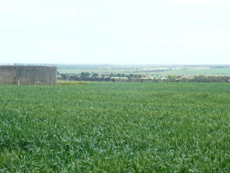 * 136ha Allotment 353 336acs, Curramulka SA 5580