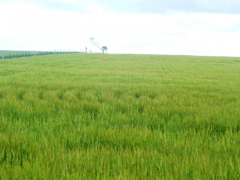 * 136ha Allotment 353 336acs, Curramulka SA 5580