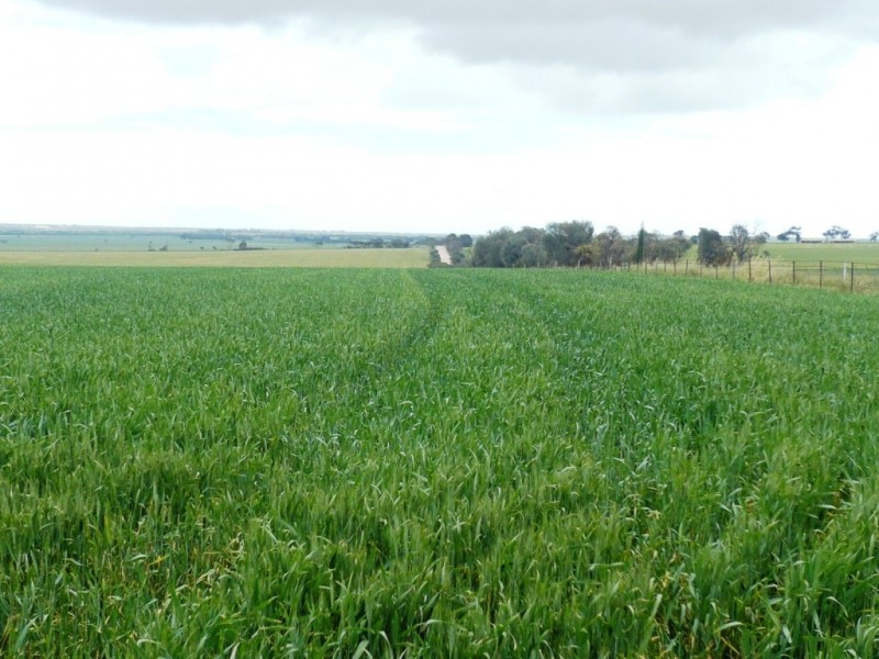 * 136ha Allotment 353 336acs, Curramulka SA 5580