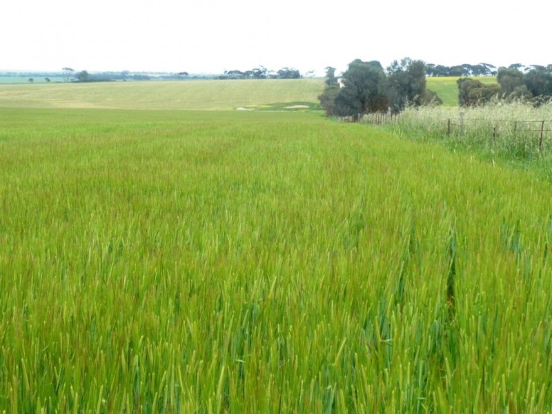 * 136ha Allotment 353 336acs, Curramulka SA 5580