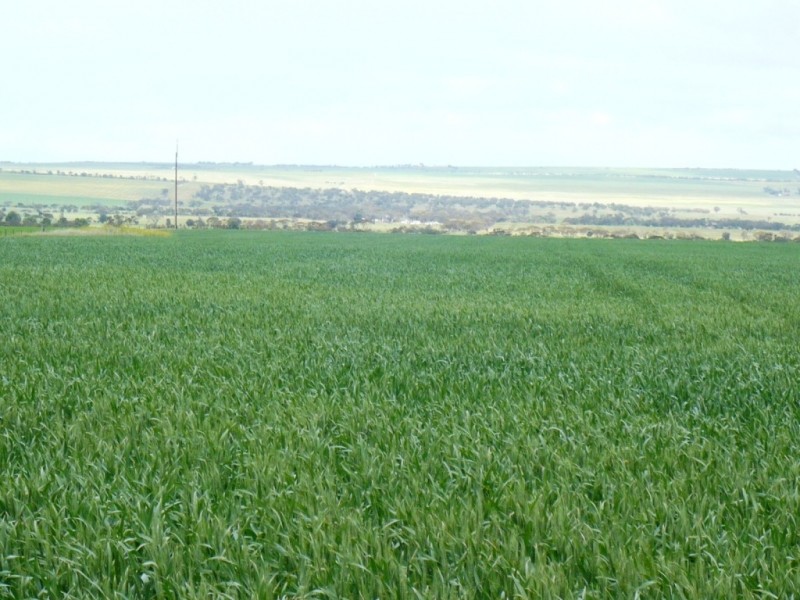 * 136ha Allotment 353 336acs, Curramulka SA 5580