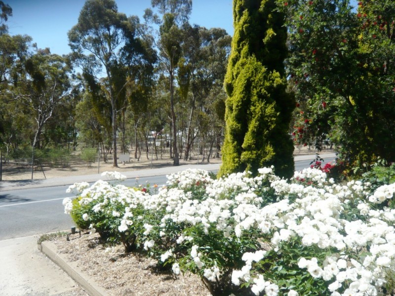 14 Powell Street, Clare SA 5453