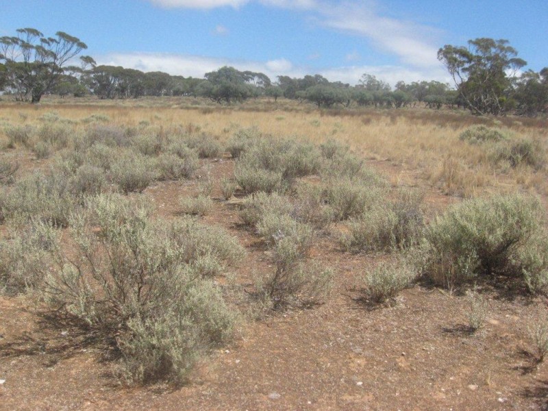 - 1333ha “Raglass” 3,295acs, Hallett SA 5419