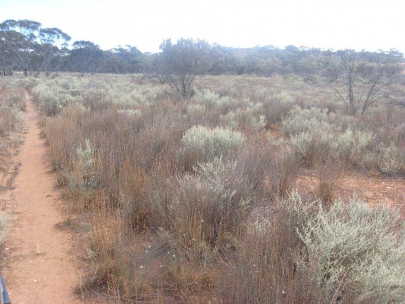 - 1333ha “Raglass” 3,295acs, Hallett SA 5419