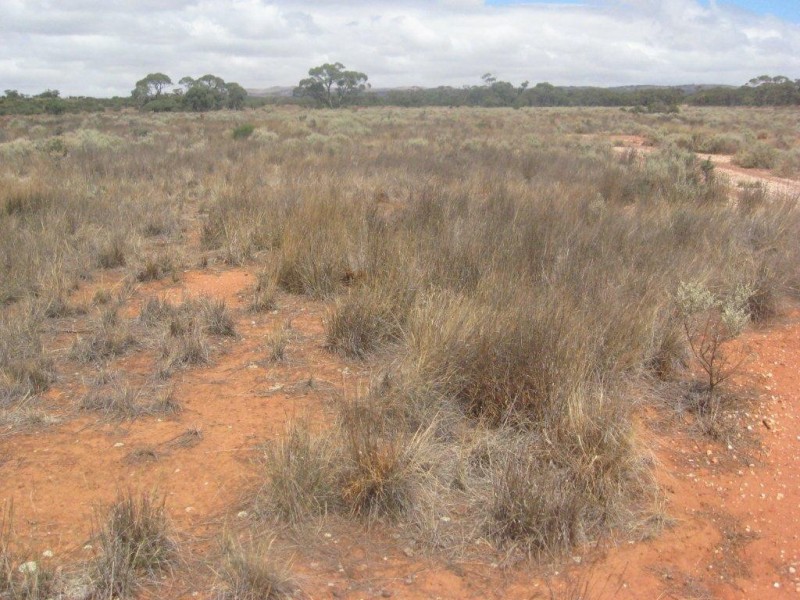 - 1333ha “Raglass” 3,295acs, Hallett SA 5419