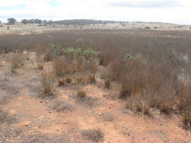 - 1333ha “Raglass” 3,295acs, Hallett SA 5419