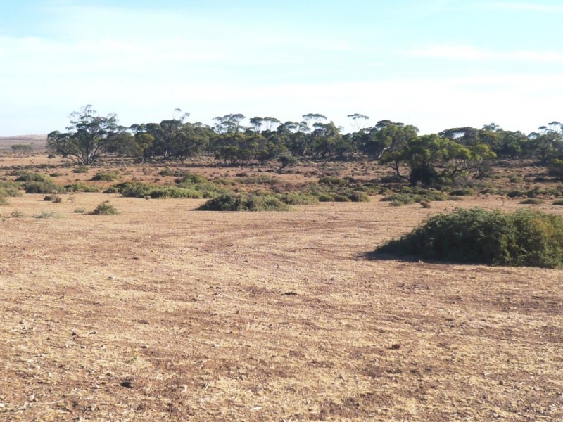 - “Duttons Trough East”, Burra SA 5417