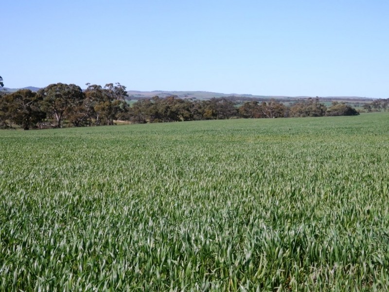 * 1193.91ha Catfords 2950.74acs, Tarcowie SA 5431