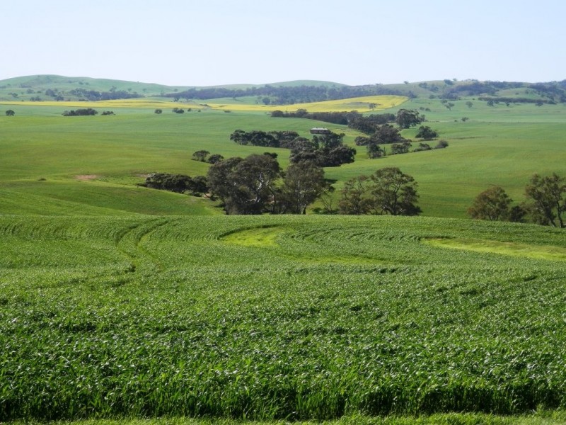 * 1193.91ha Catfords 2950.74acs, Tarcowie SA 5431