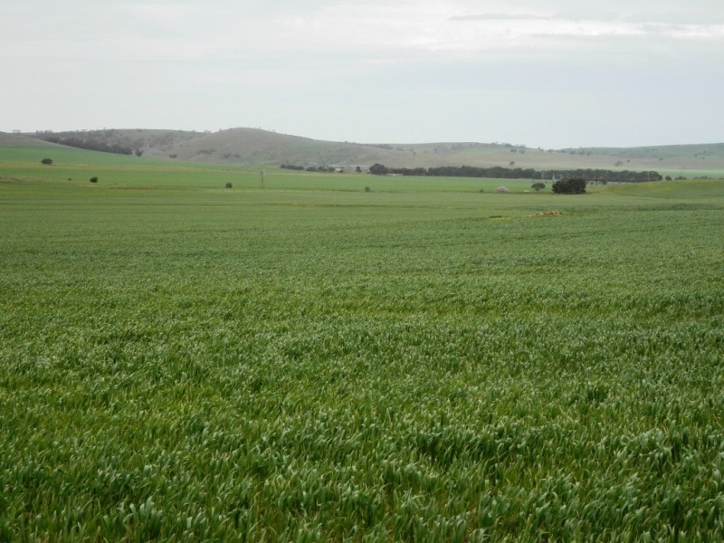 * 1193.91ha Catfords 2950.74acs, Tarcowie SA 5431