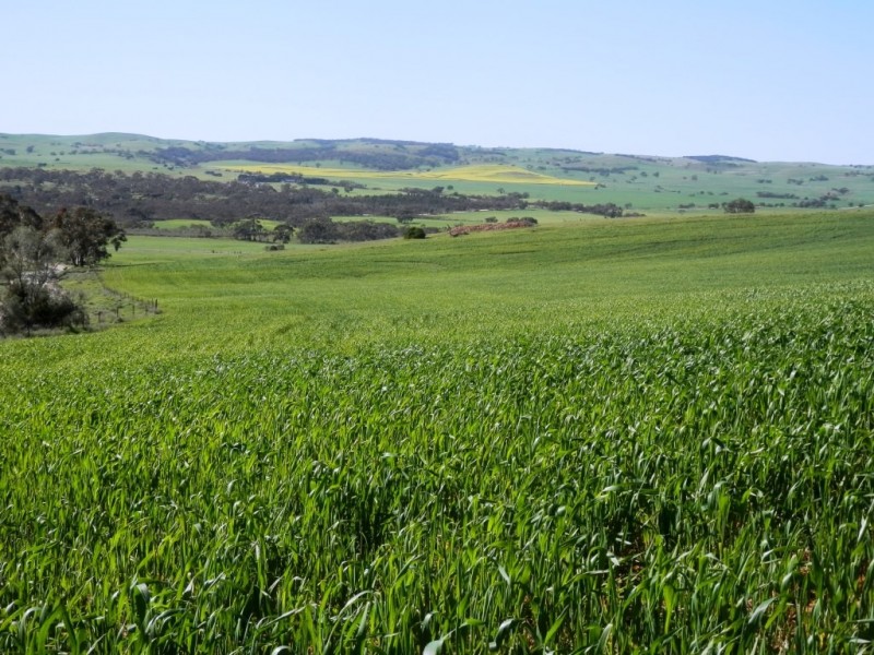 * 1193.91ha Catfords 2950.74acs, Tarcowie SA 5431
