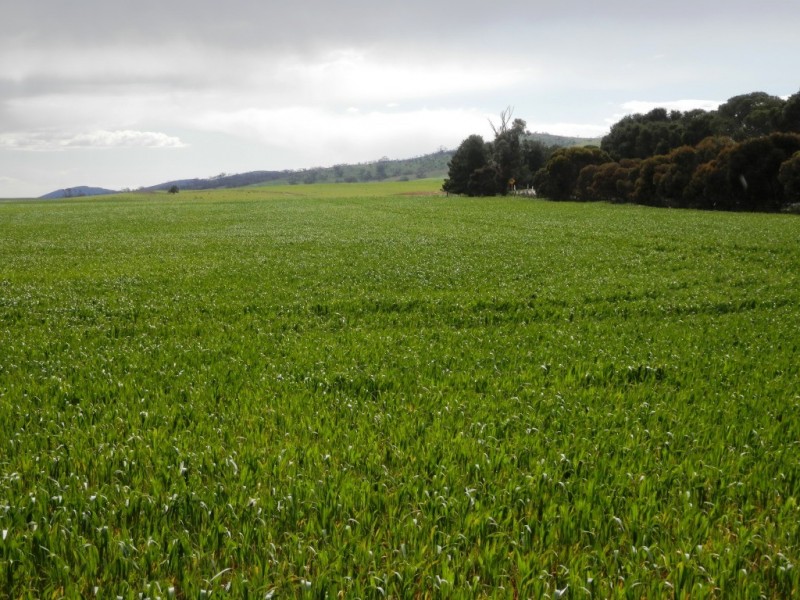 * 1193.91ha Catfords 2950.74acs, Tarcowie SA 5431