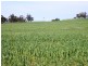* 1193.91ha Catfords 2950.74acs, Tarcowie SA 5431