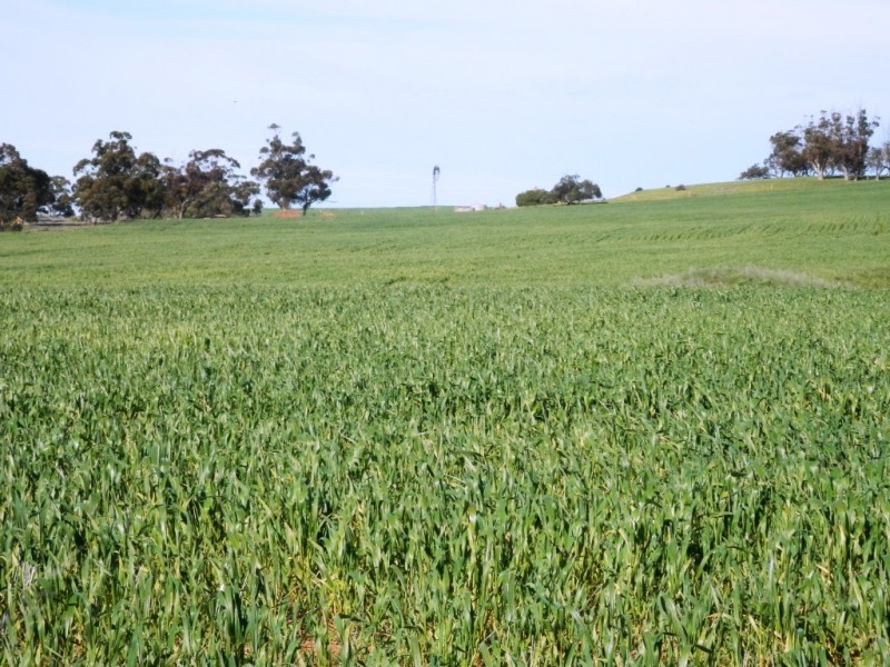 * 1193.91ha Catfords 2950.74acs, Tarcowie SA 5431