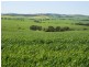 * 1193.91ha Catfords 2950.74acs, Tarcowie SA 5431