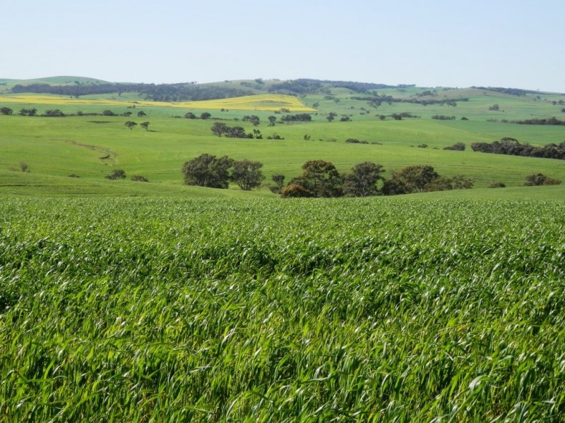 * 1193.91ha Catfords 2950.74acs, Tarcowie SA 5431