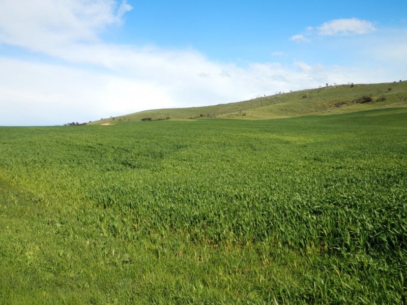 * 1193.91ha Catfords 2950.74acs, Tarcowie SA 5431
