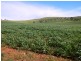* 1193.91ha Catfords 2950.74acs, Tarcowie SA 5431