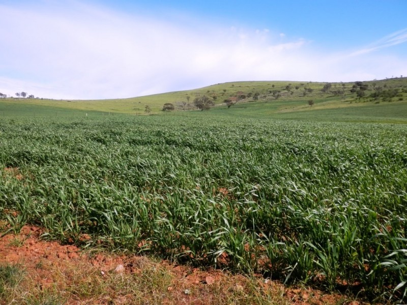 * 1193.91ha Catfords 2950.74acs, Tarcowie SA 5431