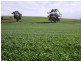 * 1193.91ha Catfords 2950.74acs, Tarcowie SA 5431