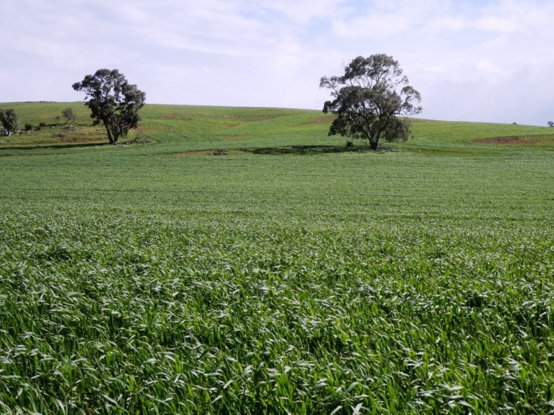 * 1193.91ha Catfords 2950.74acs, Tarcowie SA 5431