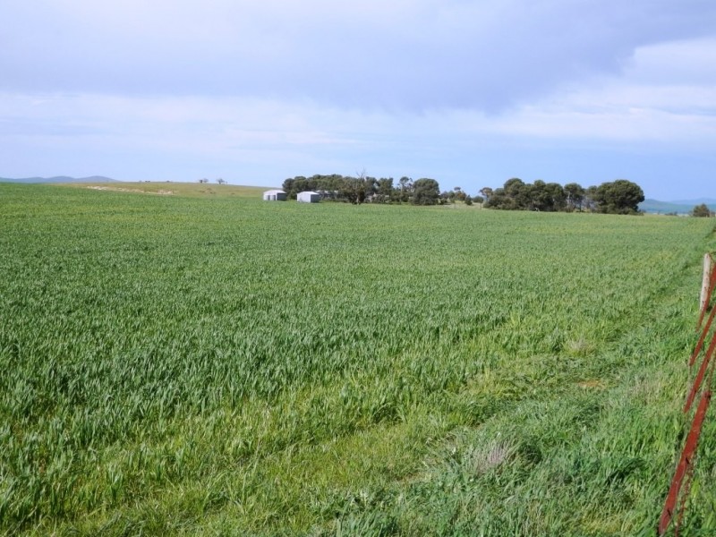 * 1193.91ha Catfords 2950.74acs, Tarcowie SA 5431