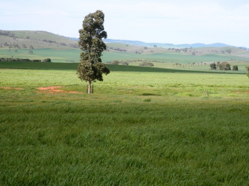 * 1193.91ha Catfords 2950.74acs, Tarcowie SA 5431