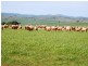 * 1193.91ha Catfords 2950.74acs, Tarcowie SA 5431