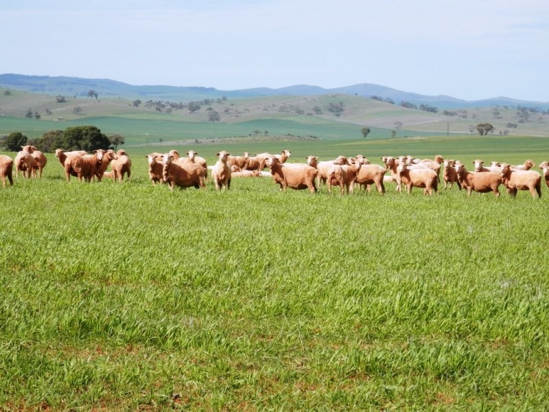 * 1193.91ha Catfords 2950.74acs, Tarcowie SA 5431