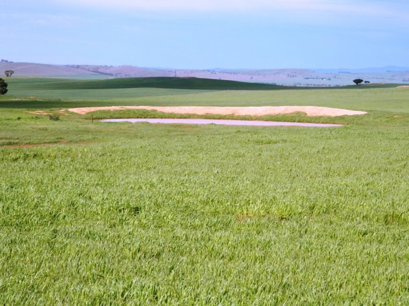 * 1193.91ha Catfords 2950.74acs, Tarcowie SA 5431