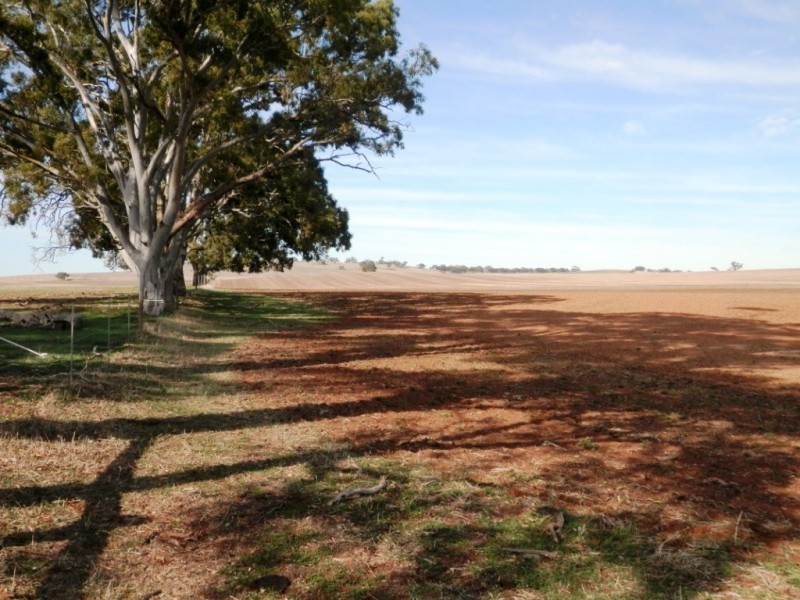 * 443.22ha Willawarra 1095.5acs, Manoora SA 5414