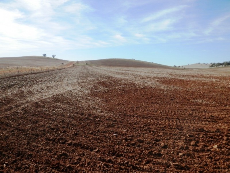 * 443.22ha Willawarra 1095.5acs, Manoora SA 5414