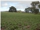 * 443.22ha Willawarra 1095.5acs, Manoora SA 5414