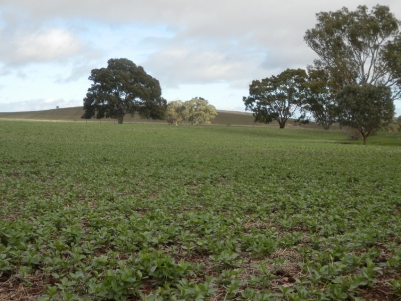 * 443.22ha Willawarra 1095.5acs, Manoora SA 5414