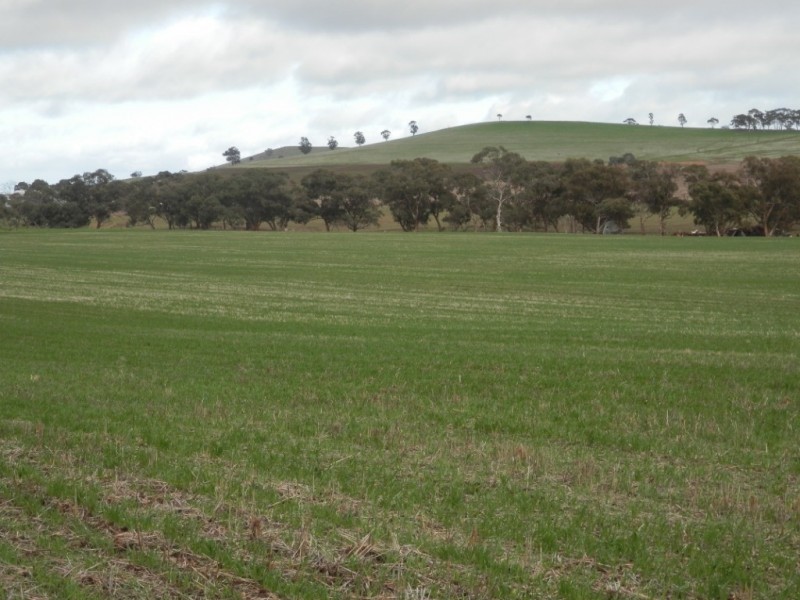 * 443.22ha Willawarra 1095.5acs, Manoora SA 5414