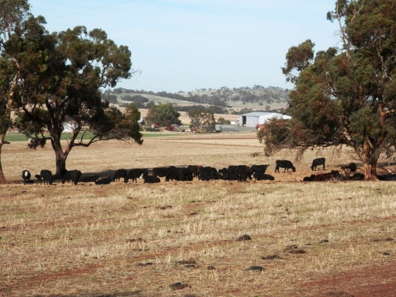 * 443.22ha Willawarra 1095.5acs, Manoora SA 5414