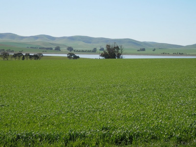 * 384.5ha Harvey’s 950acs, Farrell Flat SA 5416
