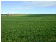 * 384.5ha Harvey’s 950acs, Farrell Flat SA 5416