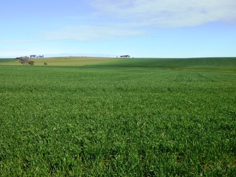 * 384.5ha Harvey’s 950acs, Farrell Flat SA 5416