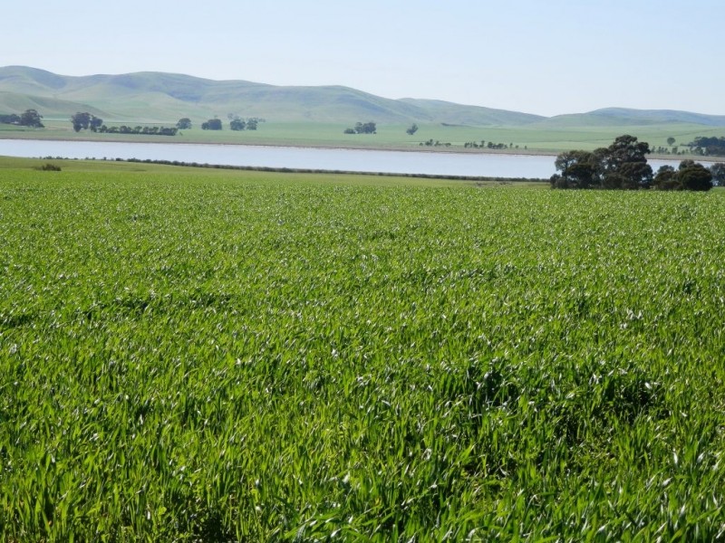 * 384.5ha Harvey’s 950acs, Farrell Flat SA 5416