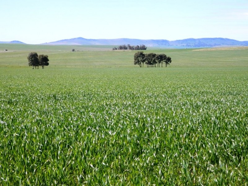 * 384.5ha Harvey’s 950acs, Farrell Flat SA 5416