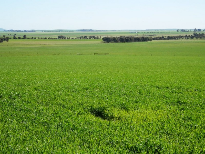 * 384.5ha Harvey’s 950acs, Farrell Flat SA 5416