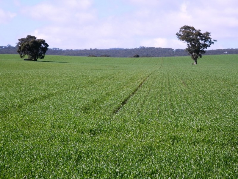 * 148ha Harvies 366acs, Waterloo SA 5413