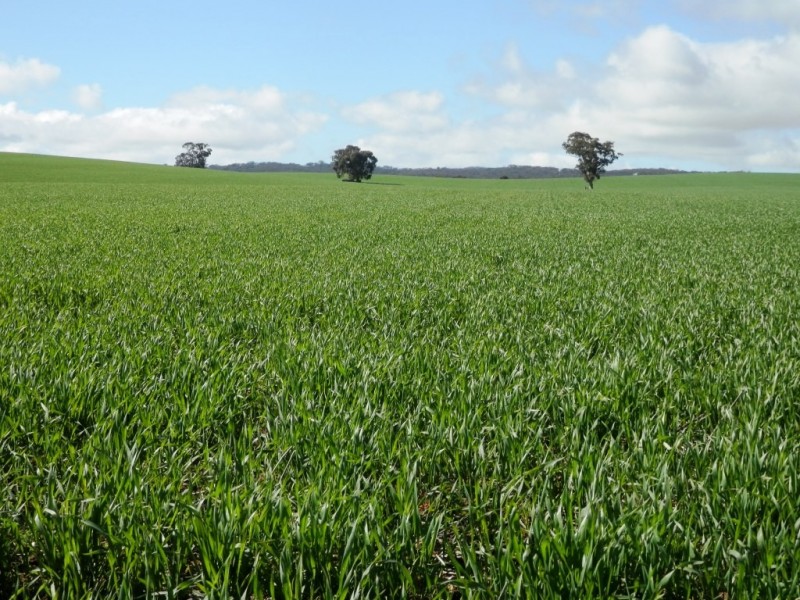 * 148ha Harvies 366acs, Waterloo SA 5413