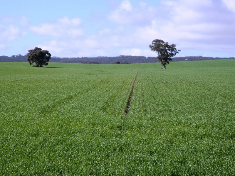 * 148ha Harvies 366acs, Waterloo SA 5413