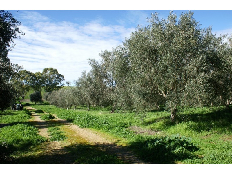 Lot 57 – 56 and Sec 10 -15, Auburn SA 5451